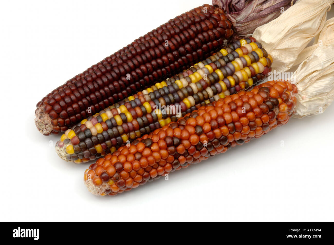 Indianer Deko ungenießbar bunte Mais für Halloween auf weißem Hintergrund Stockfoto