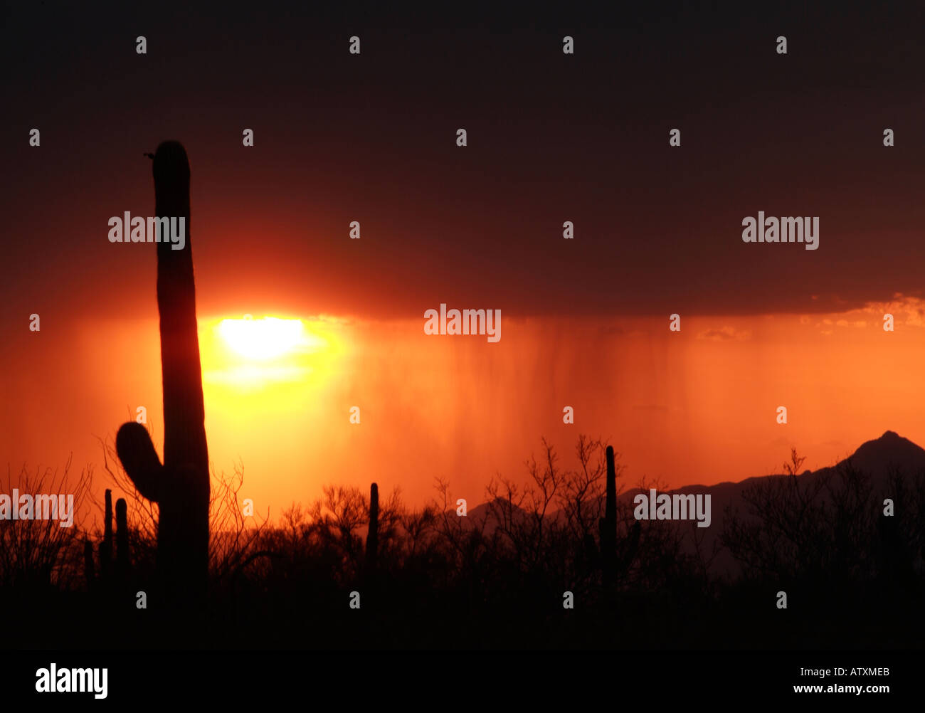 Sonnenuntergang im Saguaro National Park, Tucson, Arizona Stockfoto