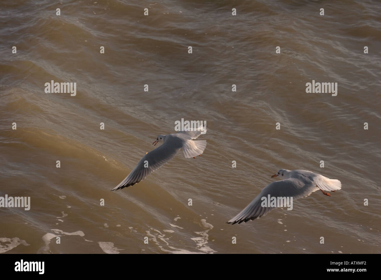 Zwei Möwen fliegen in Formation gegen eine graue See Stockfoto
