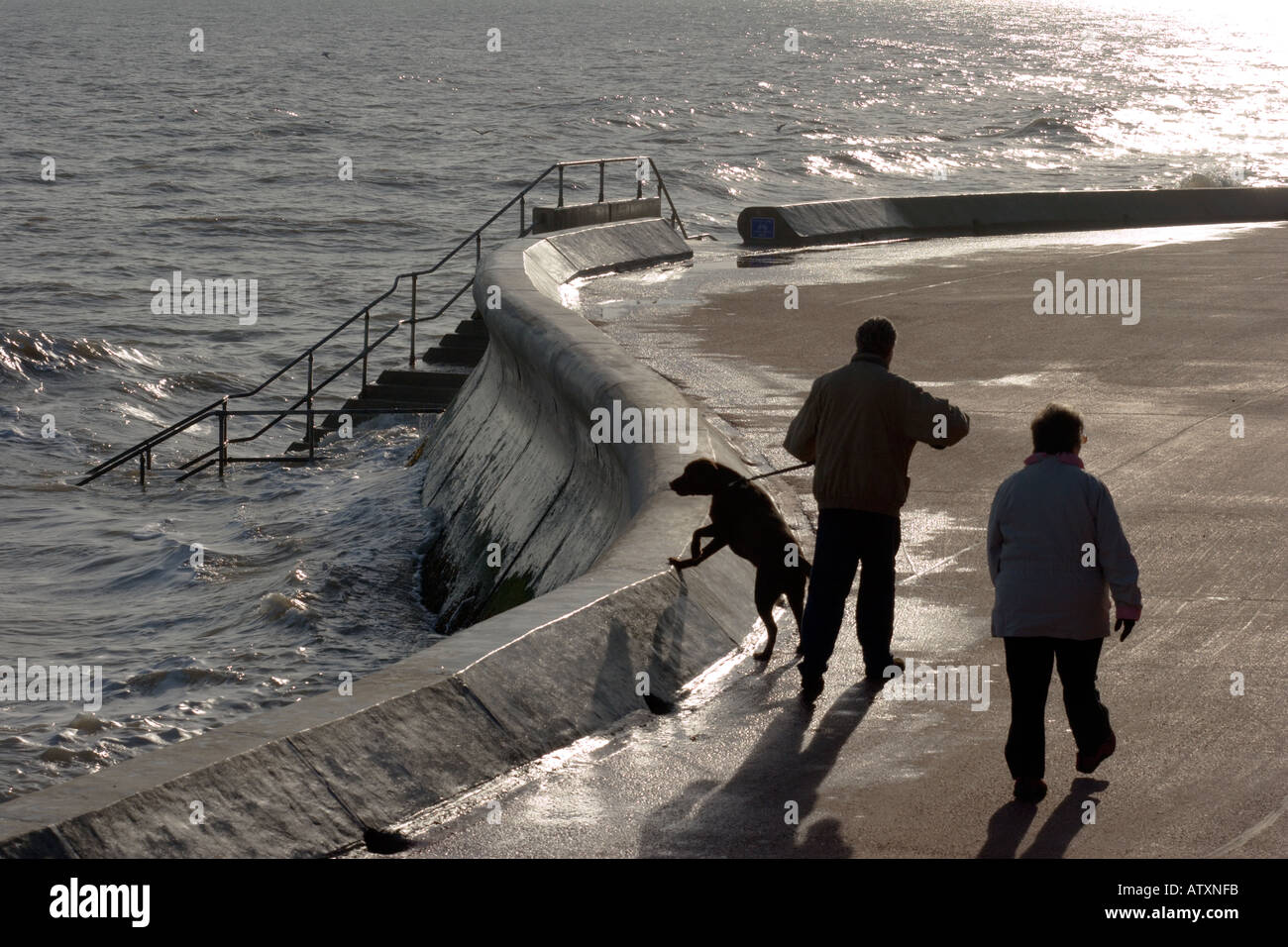 Walton auf die Naze, paar, Mann und Frau, die einen Hund entlang der Strandpromenade spazieren gehen, wo das Meer Verteidigung Wand Kurven Stockfoto