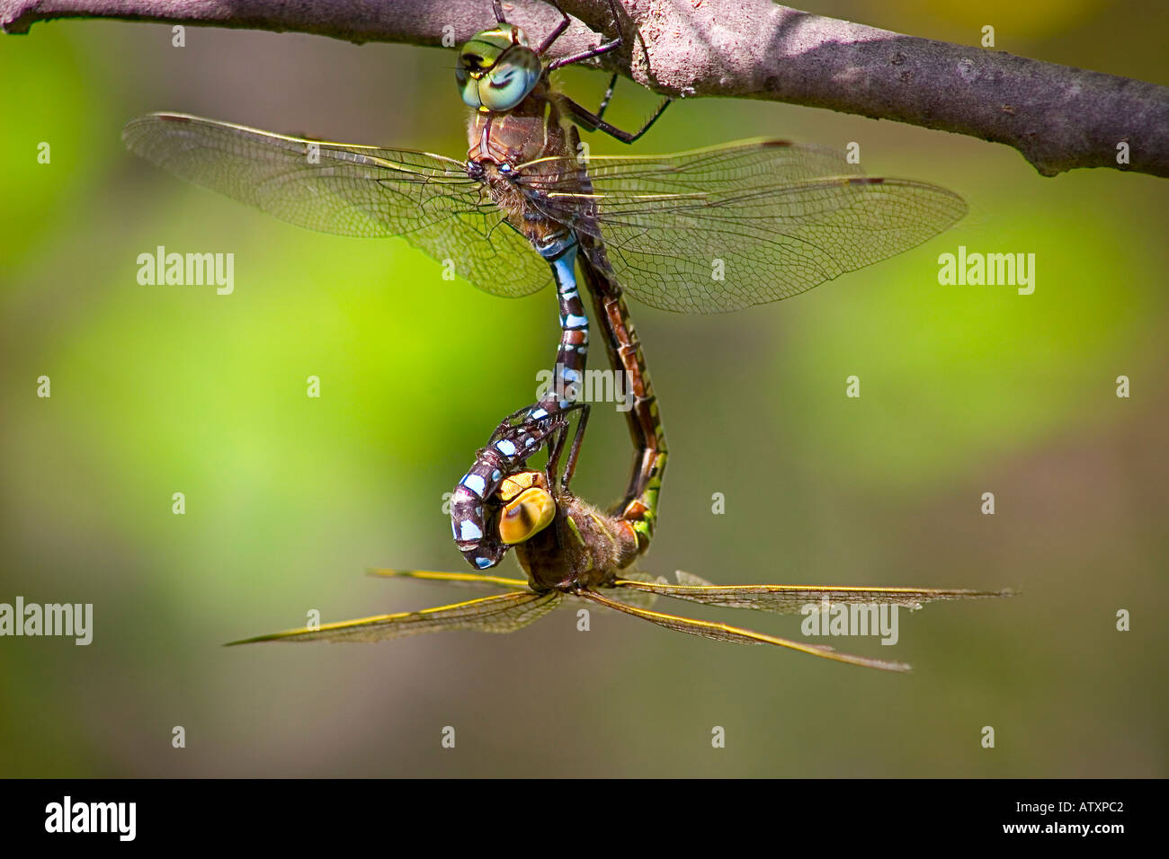 Natur Stockfoto