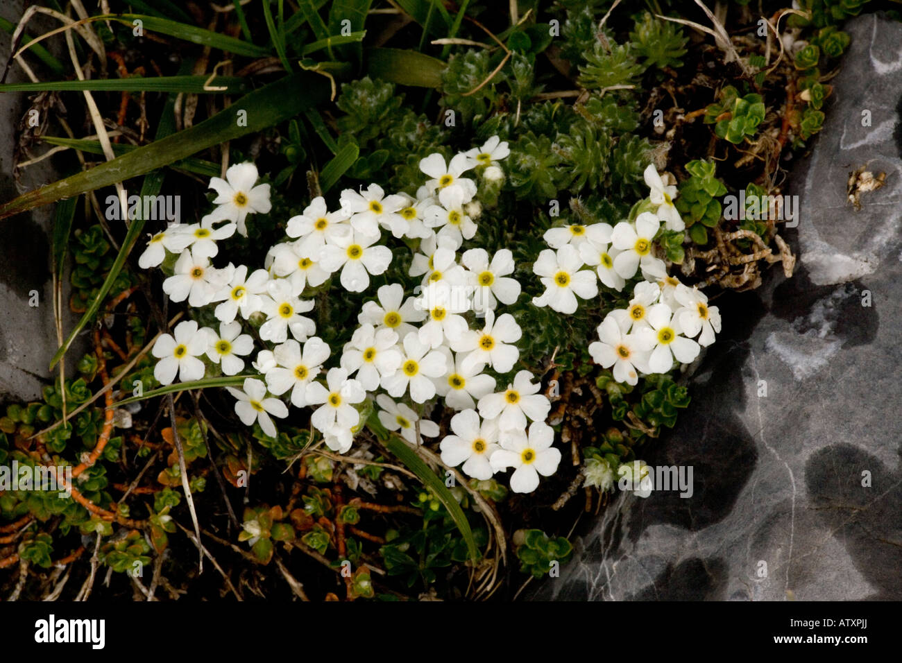 Zylindrischer Felsen Jasmin, Androsace cylindrica, EINE Hirtella zentralen Pyrenäen Stockfoto