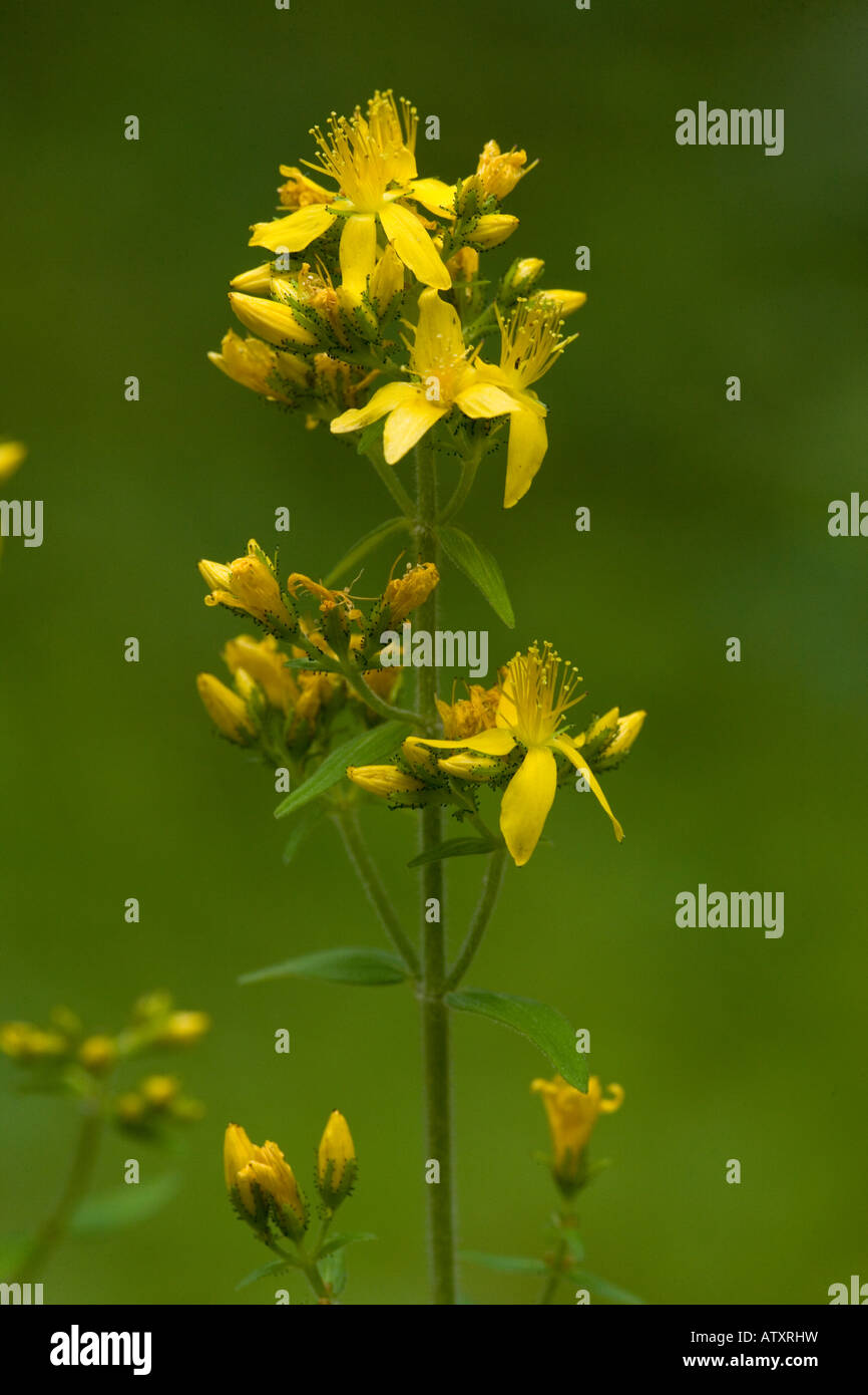 Hairy St. John s Wort, Hypericum hirsutum, Stockfoto