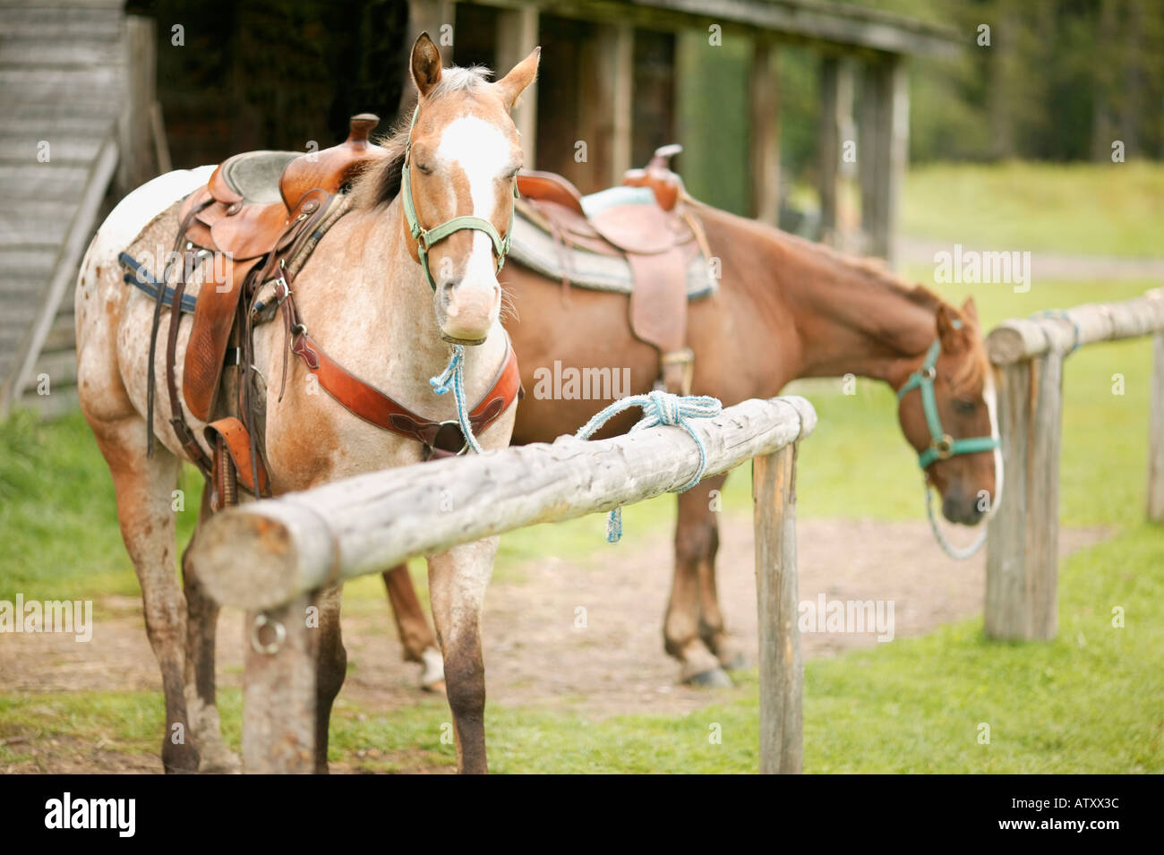 Tiere Stockfoto