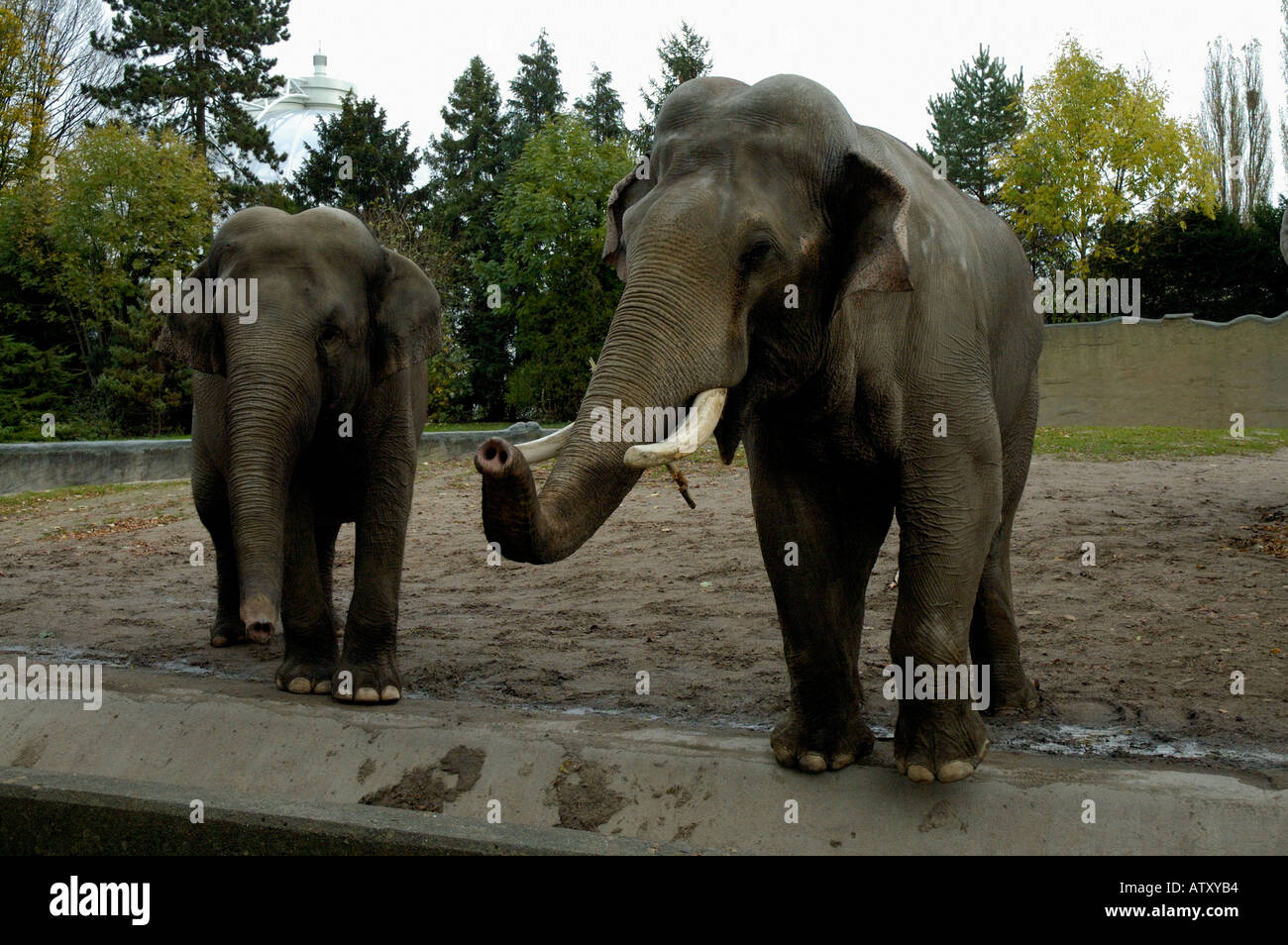 Elefanten im Tierpark Hagenbeck, Hamburg Stockfoto