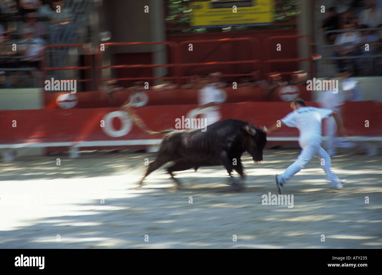 Manades Torero in Sommieres, Gard, Frankreich Stockfoto