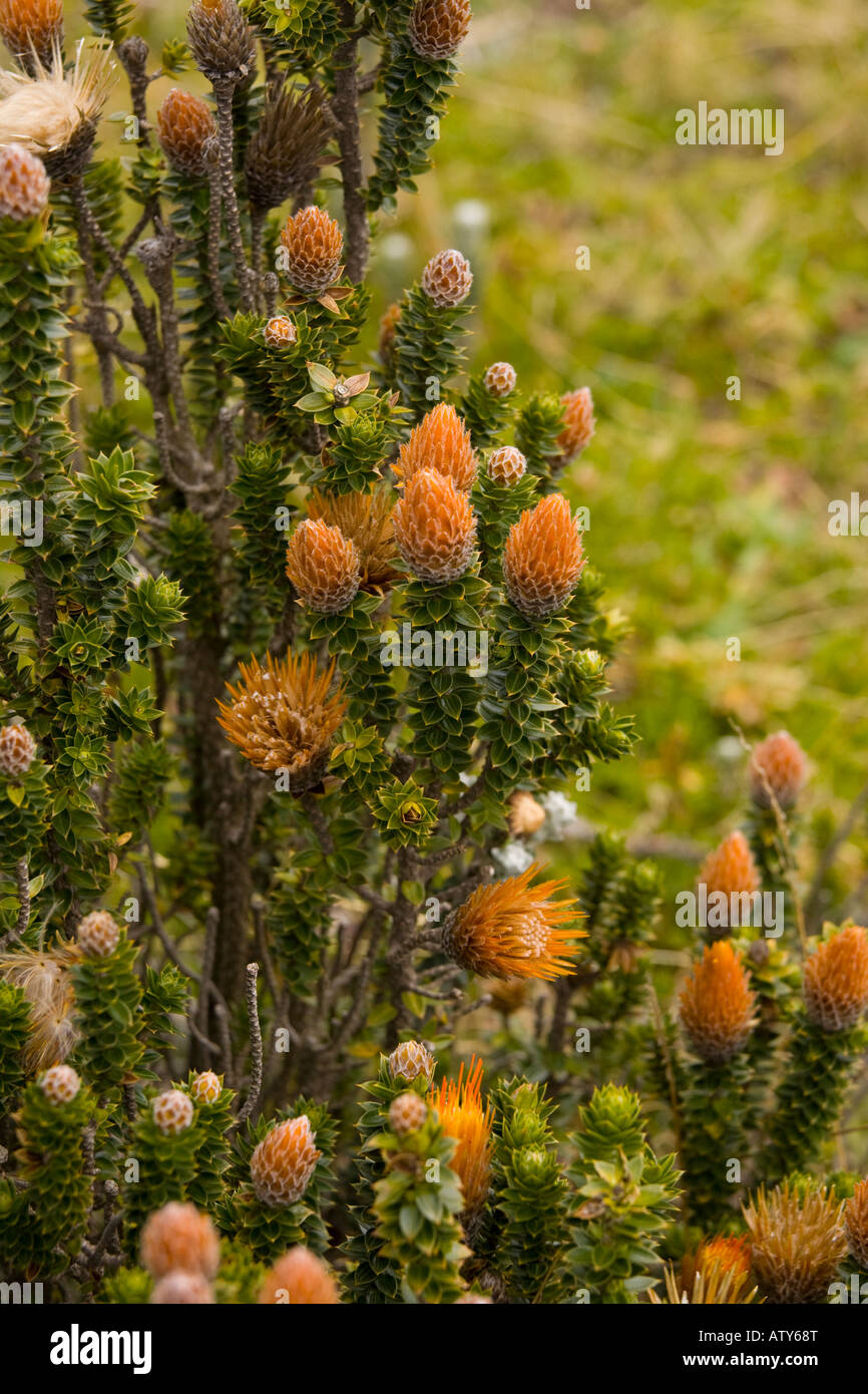 Chuquiragua, Chuquiraga jussieui, blüht im hohen Paramo bei 4000m auf Cotopaxi Andes Ecuador Stockfoto
