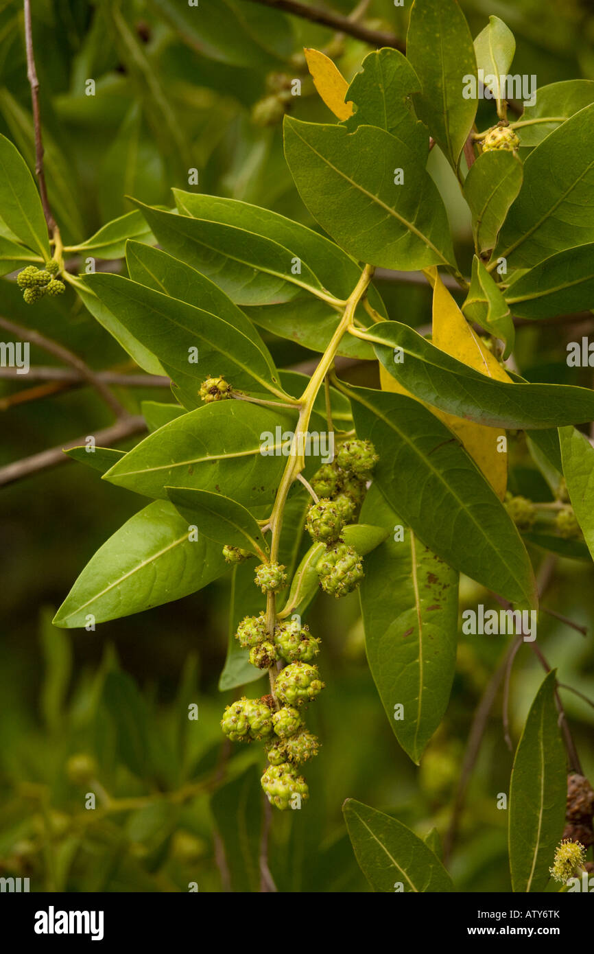 Schaltfläche "Mangrove Conocarpus Erectus in Frucht Galapagos Stockfoto