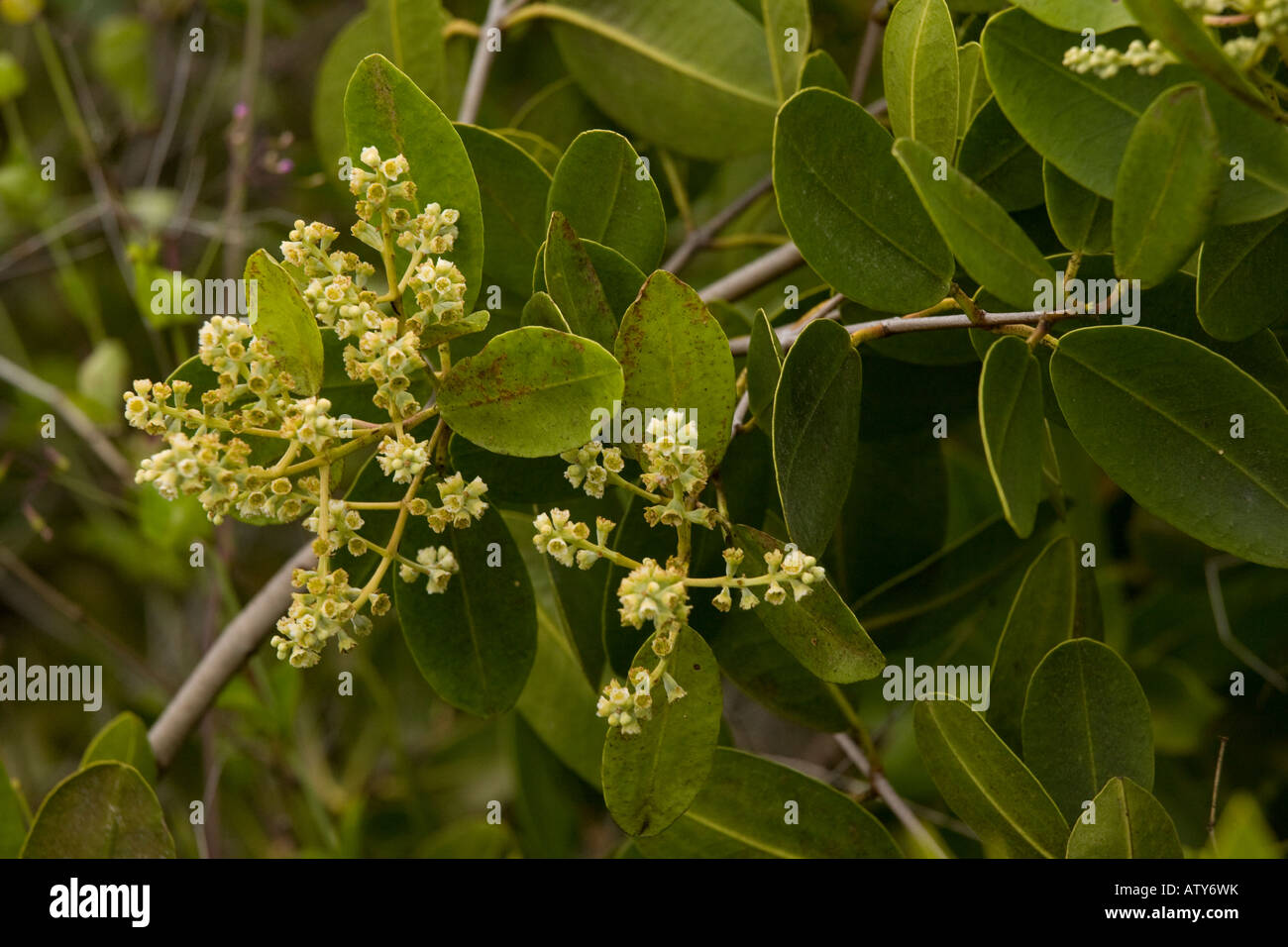 Weiße Mangrove, Laguncularia racemosa, in Blüte Galapagos Stockfoto