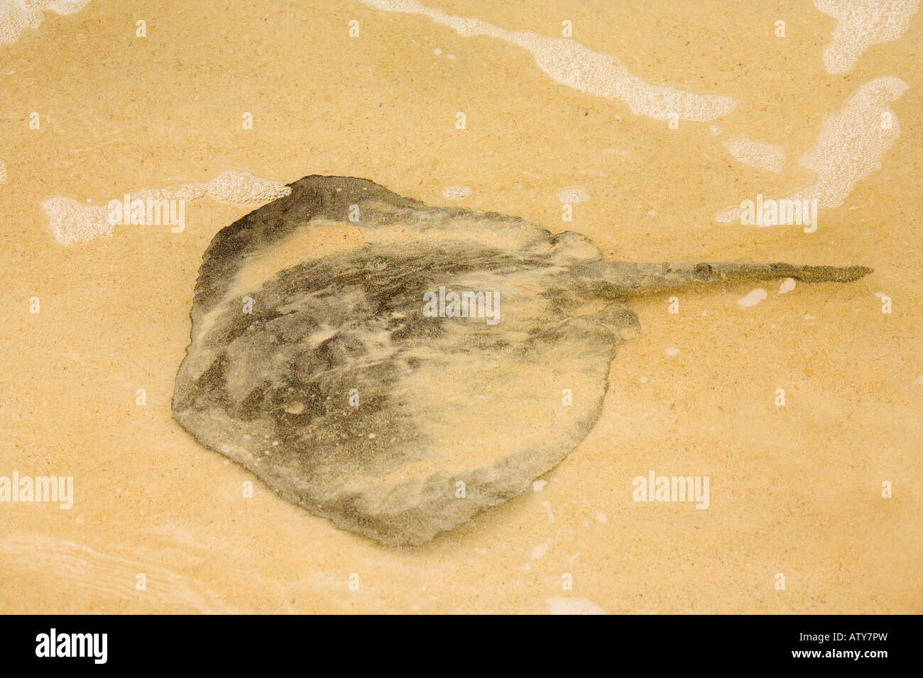 Sting Ray, Dasyatis brevis, am Sandstrand Floreana Galapagos Teil des Schwarmes Stockfoto