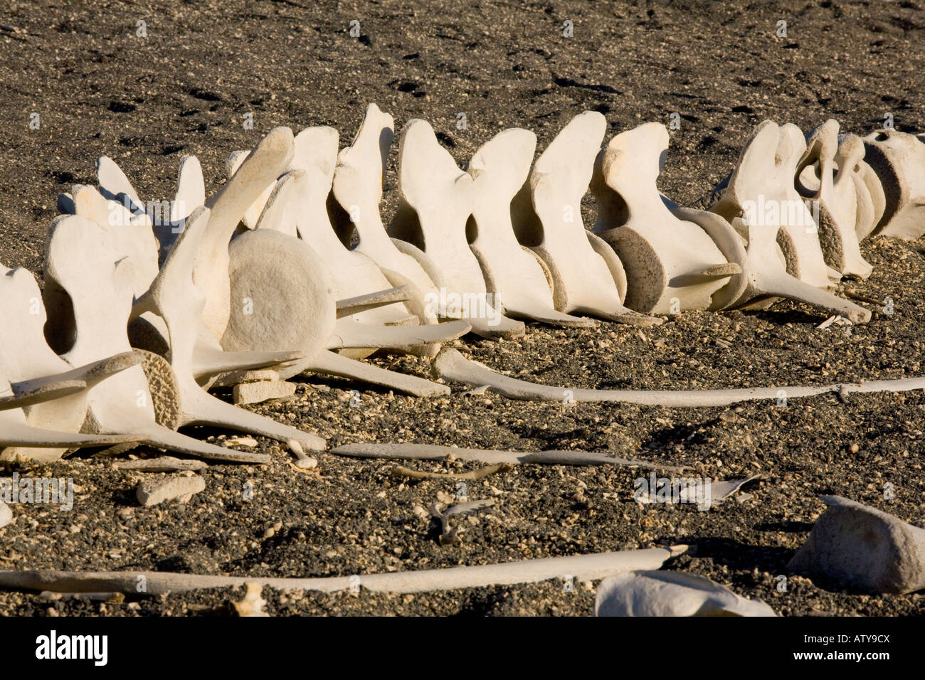 Knochen von gestrandeter Wal auf Fernandina Insel, Galapagos-Inseln Stockfoto