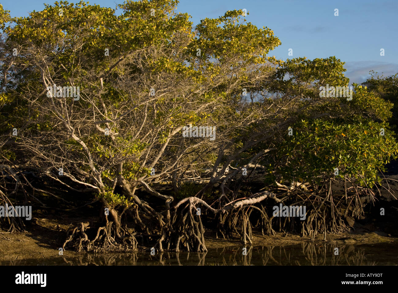 Rote Mangroven Rhizophora Mangle mit Stelzen Wurzeln auf Fernandina Insel Galapagos Stockfoto
