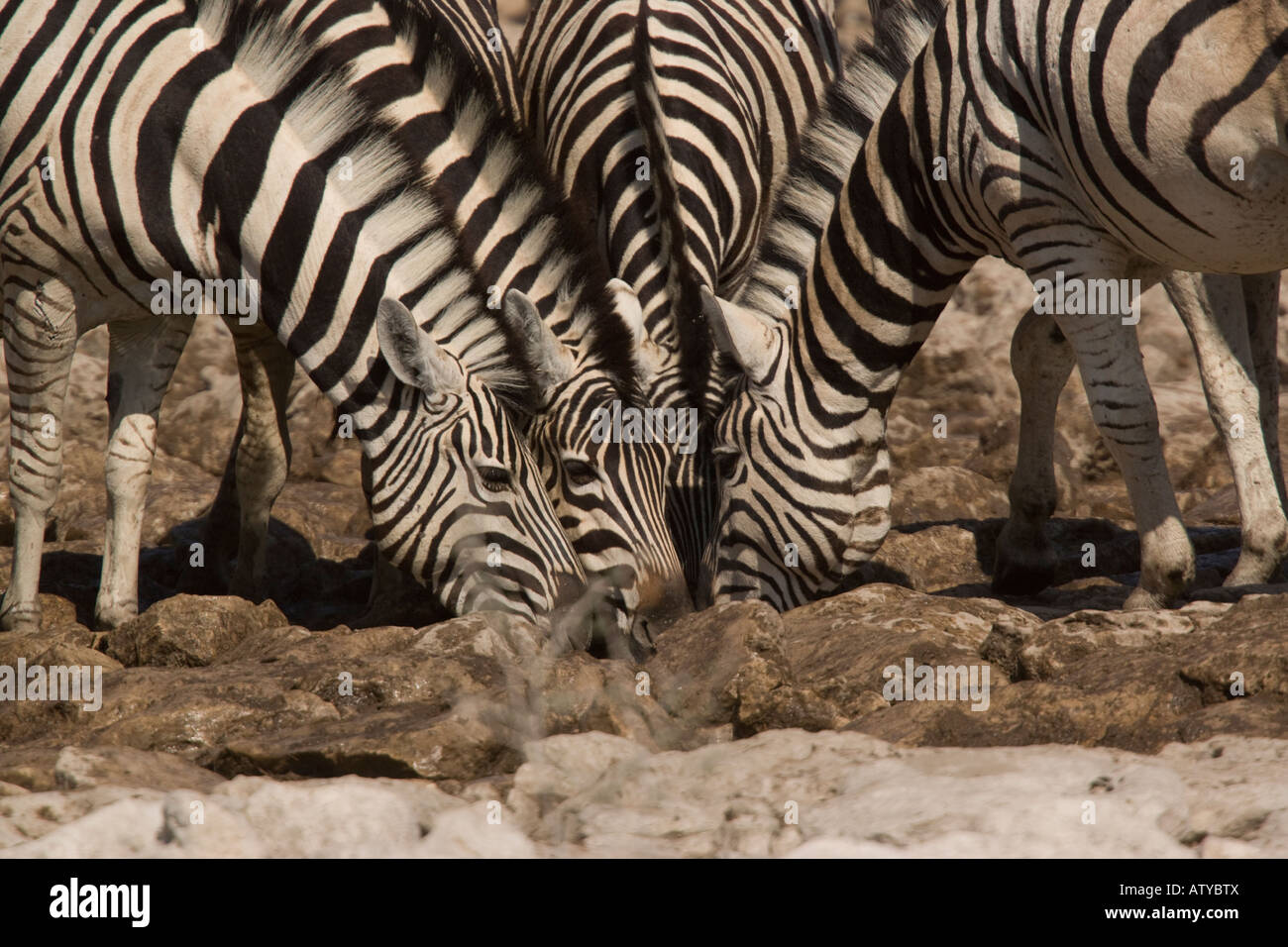 Ebenen Zebras (Equus Burchelli) trinken am Frühling, Etosha Nationalpark, Namibia Stockfoto
