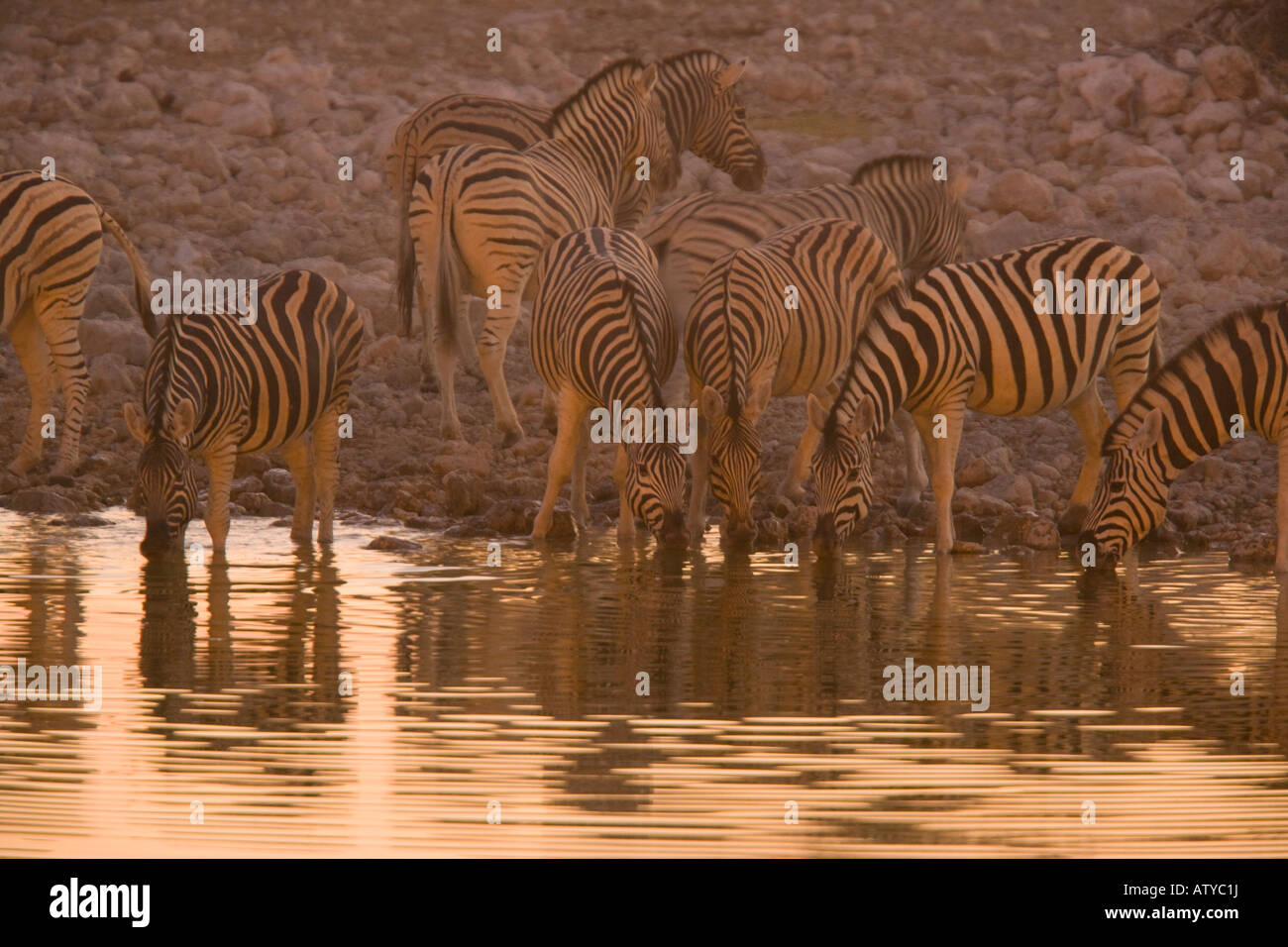 Gemeinsamen Zebras Equus Burchelli trinken am Wasserloch Etosha Nationalpark Namibia Stockfoto