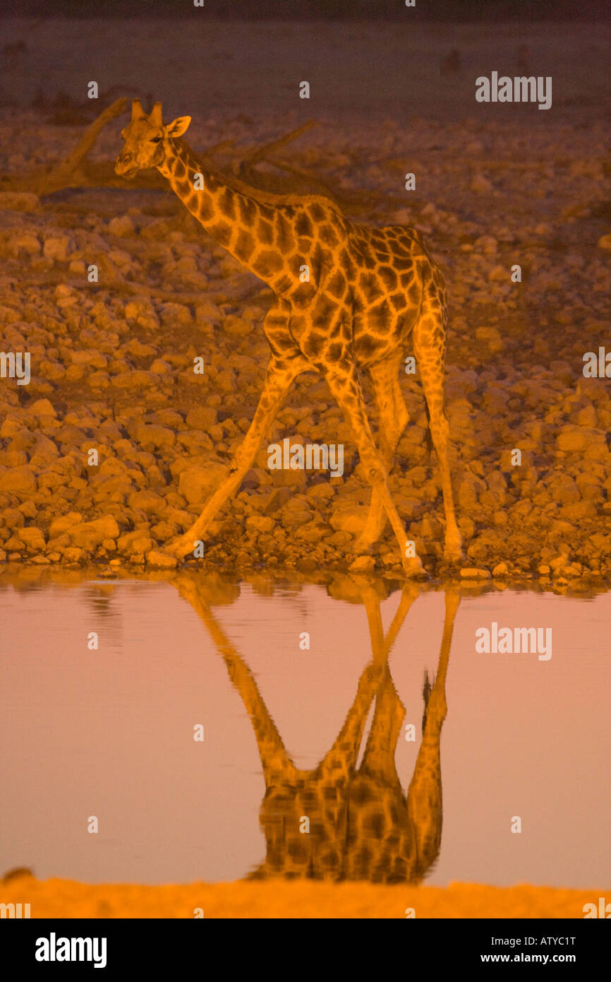 Giraffe (Giraffa Plancius) trinken am Wasserloch im Etosha Nationalpark, Namibia Stockfoto