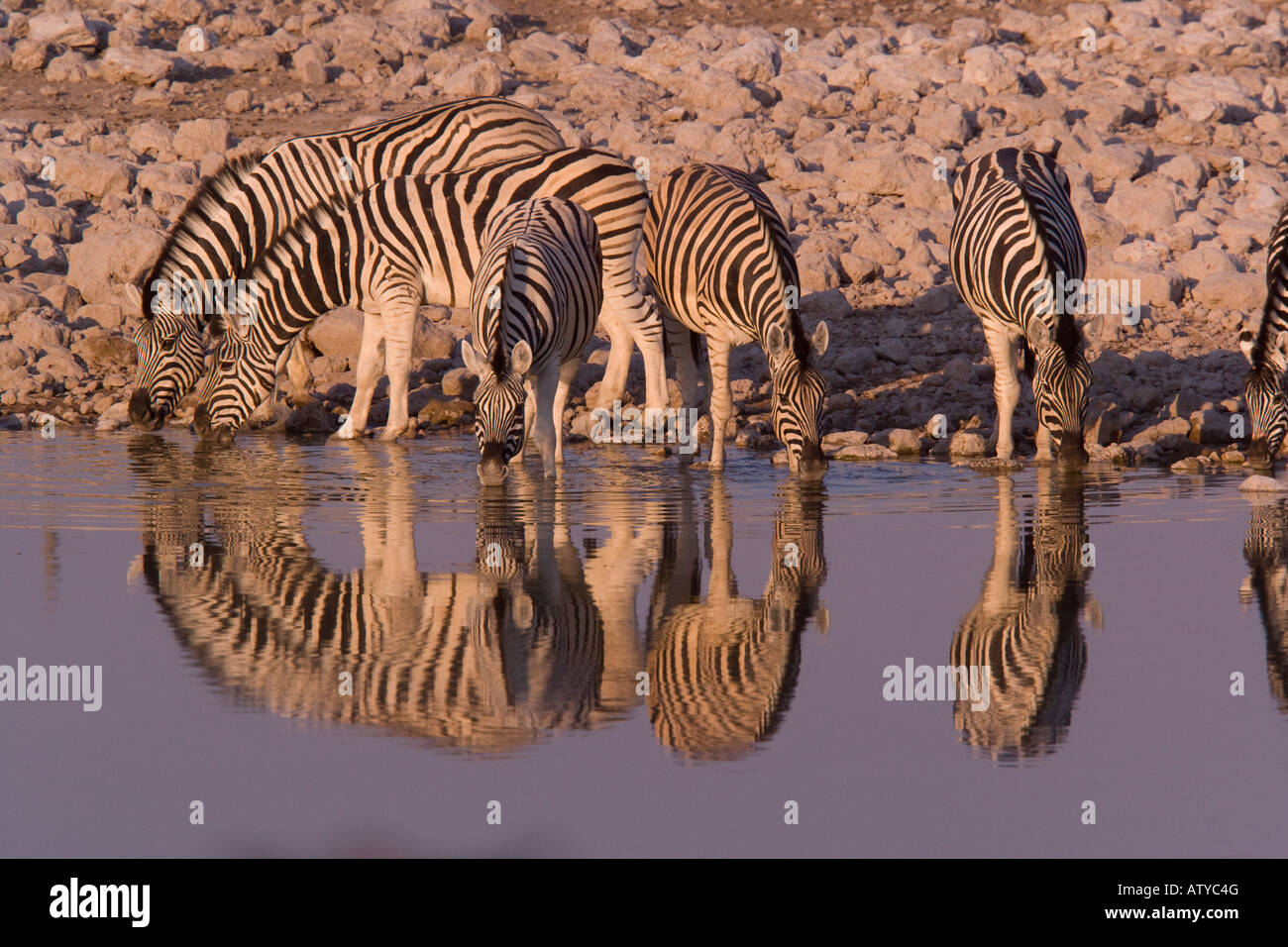 Ebenen Zebras (Equus Burchelli) trinken am Wasserloch, Etosha Nationalpark, Namibia Stockfoto