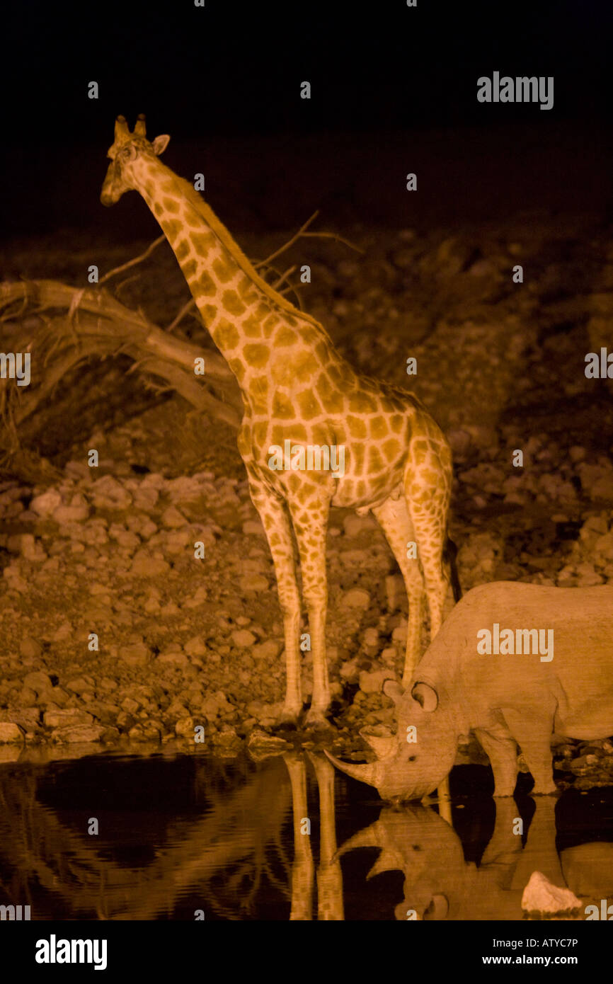 Giraffe (Giraffa Camelopardis) und Spitzmaulnashorn (Diceros Bicornis) am Wasserloch in der Nacht im Etosha Nationalpark, Namibia Stockfoto