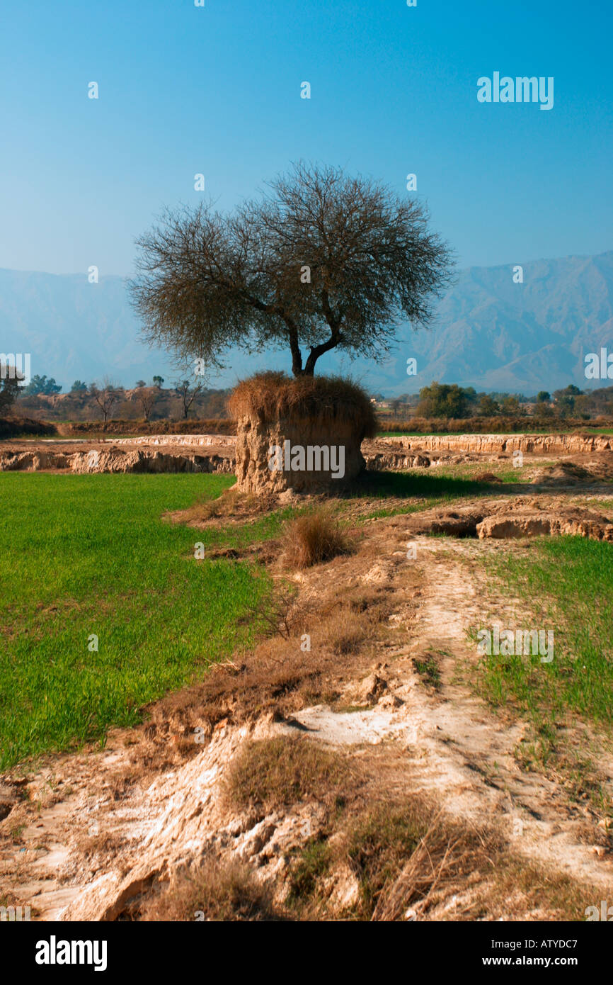 Einzigen Baum klammerte sich durch seine Wurzeln zu einer Säule des Bodens Punjab Pakistan Stockfoto