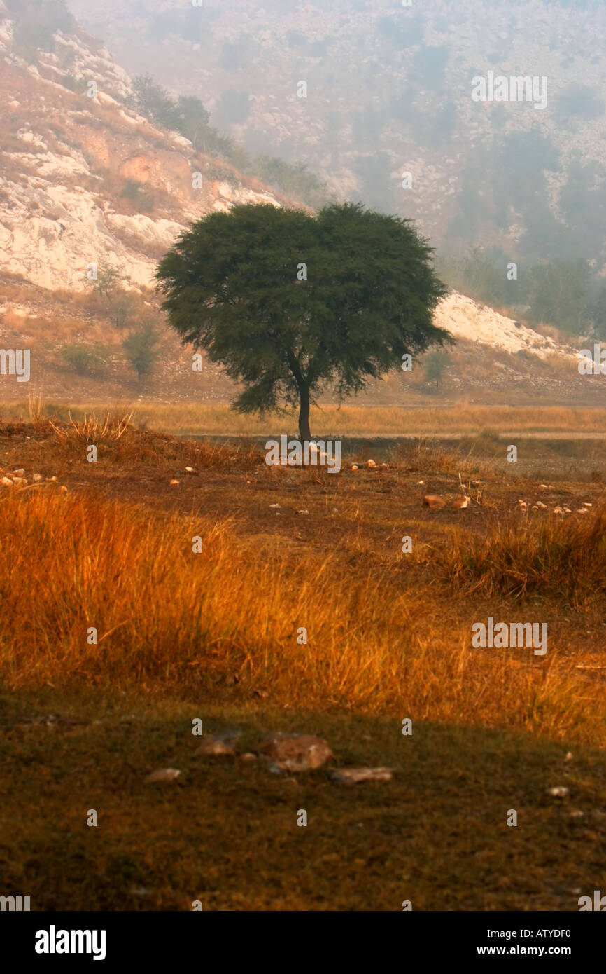 Solitery in Herzform Baum im Punjab Pakistan in der Nähe von Islamabad Stockfoto