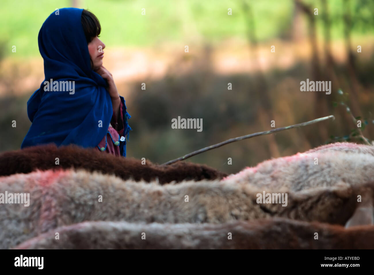 Pashtun Mädchen hüten Schafe im Punjab in der Nähe von Islamabad-Pakistan Stockfoto