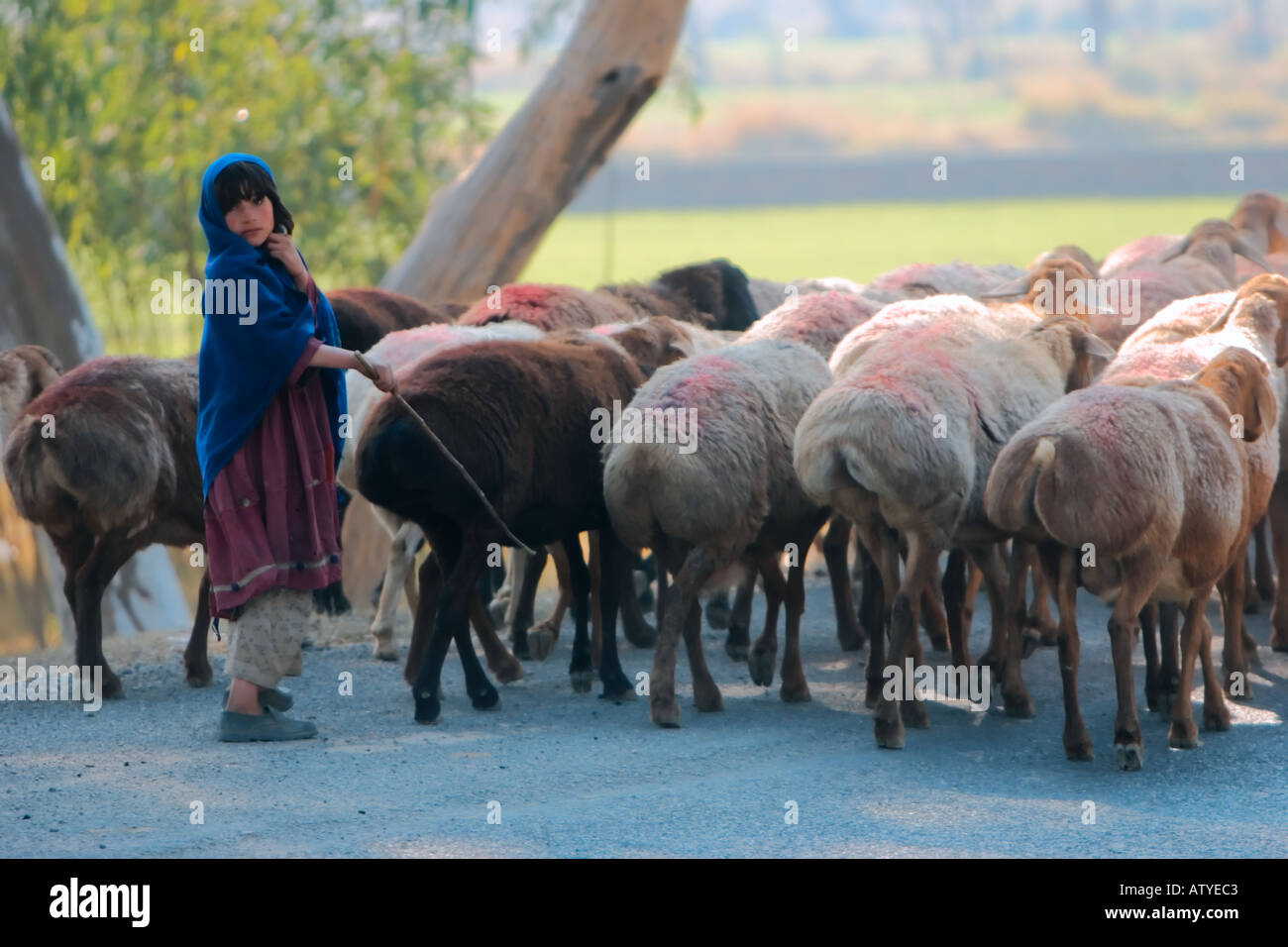 Pashtun Mädchen hüten Schafe im Punjab in der Nähe von Islamabad-Pakistan Stockfoto