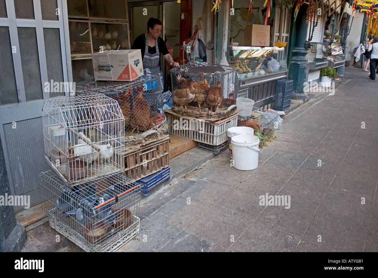 Leben Sie Vögel Mercado Bolhão kommunalen Markt Porto Portugal Stockfoto