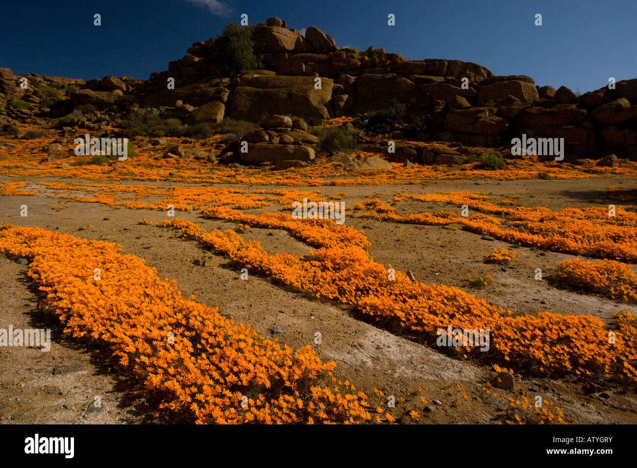 Eine spektakuläre orange Gänseblümchen En Masse Ursinia Cakilefolia auf Maultieren in Südafrika Namaqualand Nordkap Stockfoto