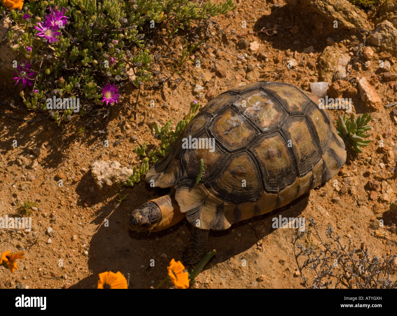 Angulate Tortoise leichte Phase männlichen Chersina Angulata in der Namaqua-Wüste in Südafrika Stockfoto