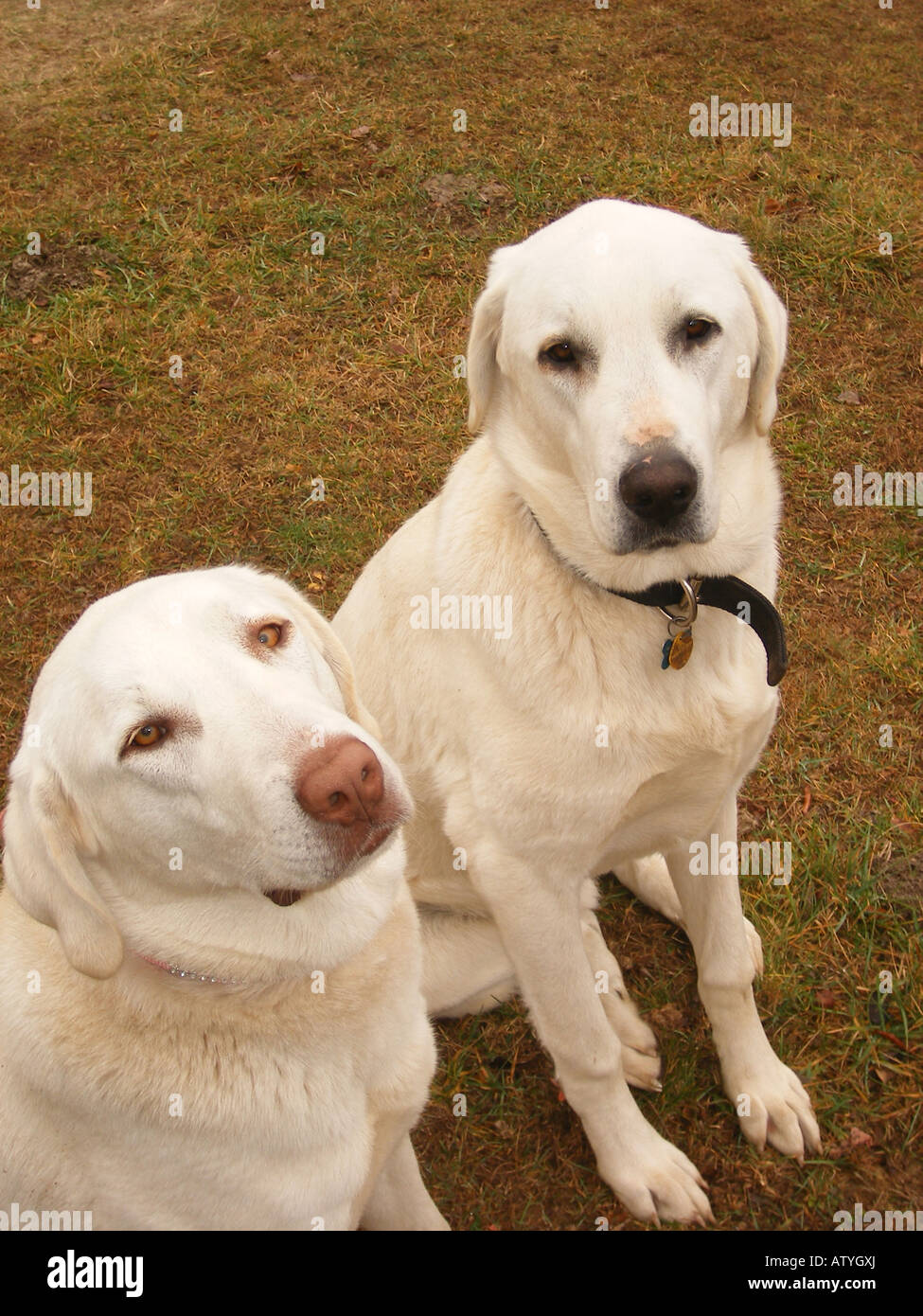 AJD59788, Hunde, anatolischen Hirten, Blue Ridge Parkway, Virginia, VA Stockfoto