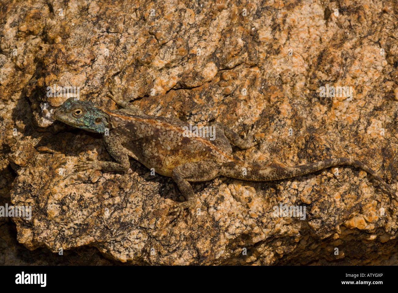 Eine Wüste Agama Eidechse der Southern Rock Agama Agama Atra evolviert Namaqualand in Südafrika Stockfoto