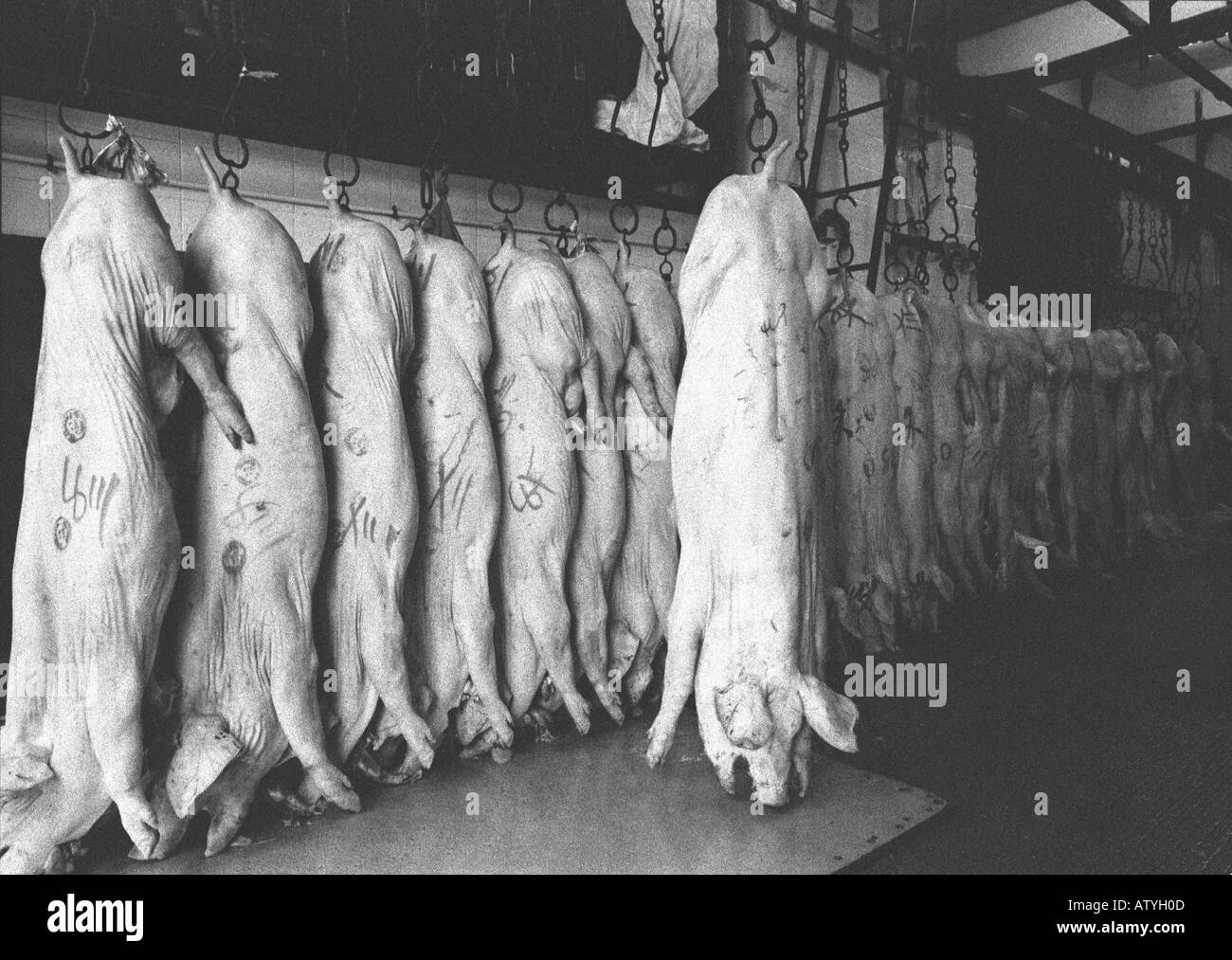 Ein Schwein braten Fabrik im Stadtteil Kowloon Hong Kong Stockfoto