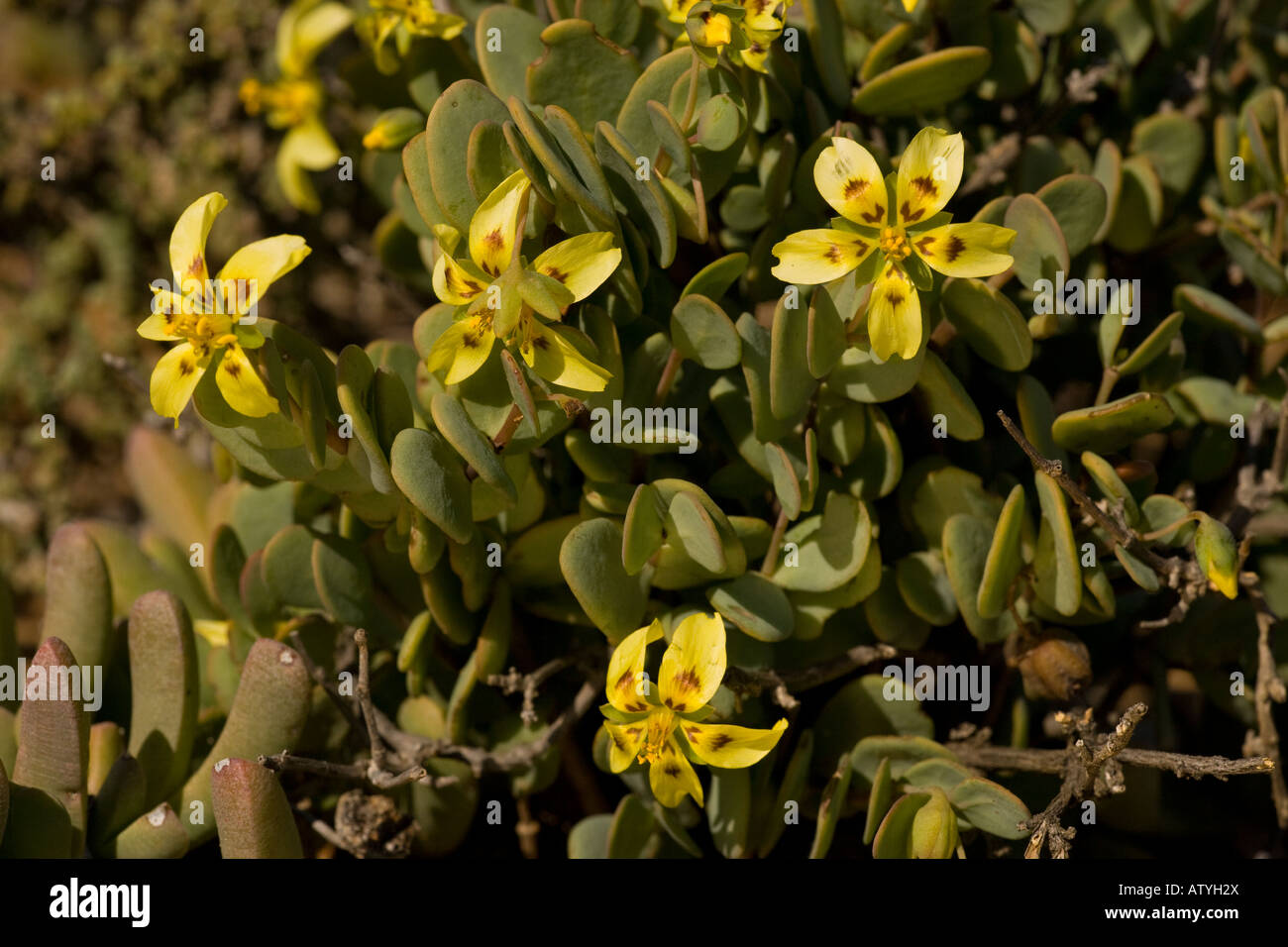 Penny Endivie Twin Blatt Zygophyllum Cordifolium Namaqualand in Südafrika Stockfoto