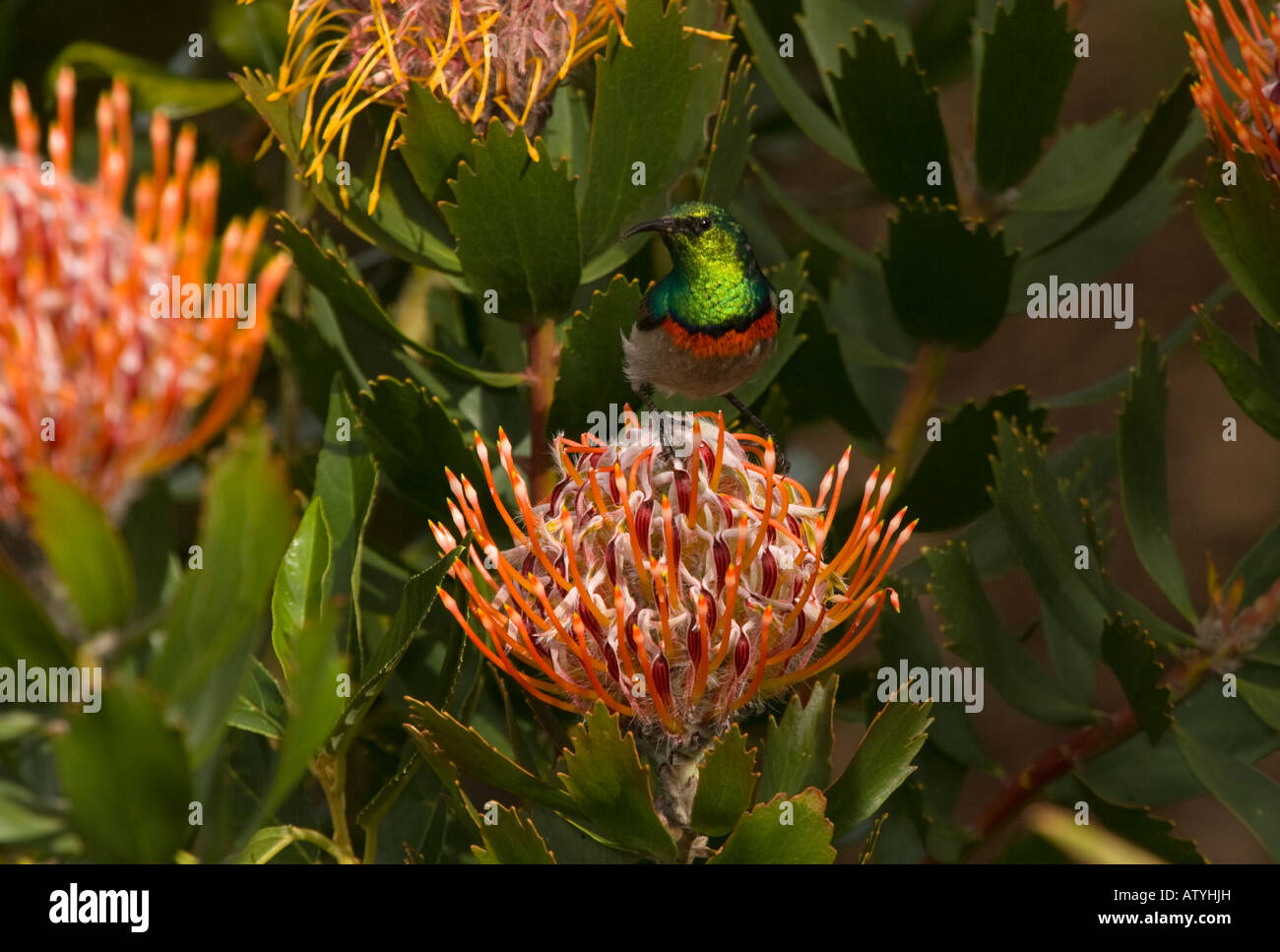 Südlichen Doppel Kragen Sunbird oder weniger doppelten Kragen Sunbird Cinnyris Chalybeus auf Protaea Fynbos Cape Südafrika Stockfoto