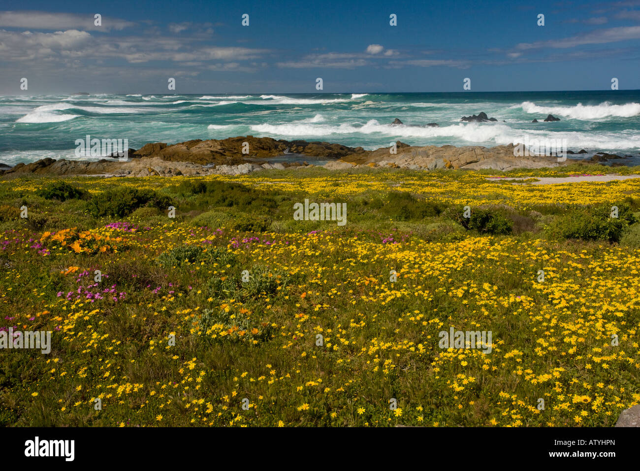 Masse von Frühlingsblumen am Postberg West Coast National Park Western Cape Südafrika Stockfoto