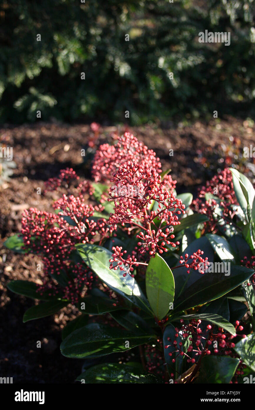 SKIMMIA JAPONICA RUBELLA. Stockfoto