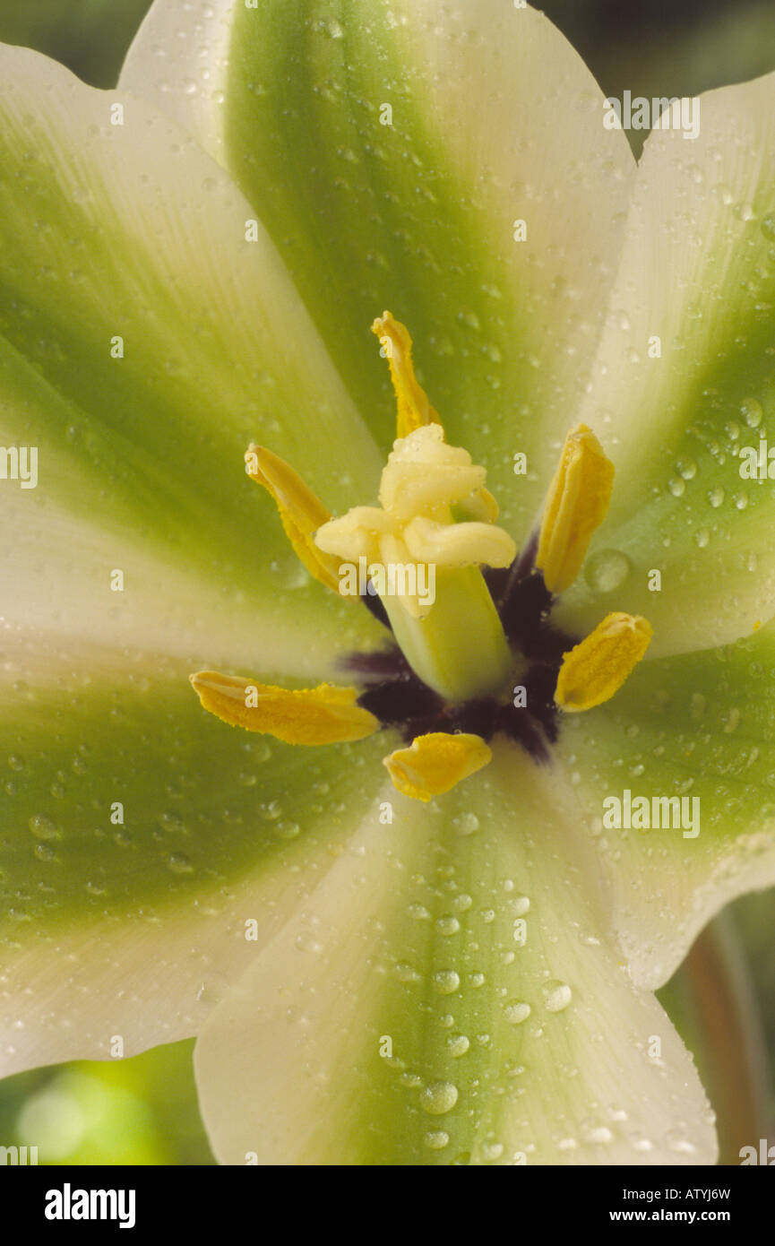 Tulipa 'Deirdre"(Tulip) Division 8 Viridiflora-Gruppe. Stockfoto