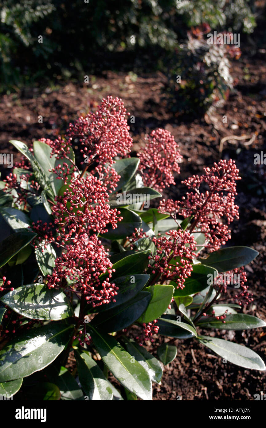 SKIMMIA JAPONICA RUBELLA. Stockfoto
