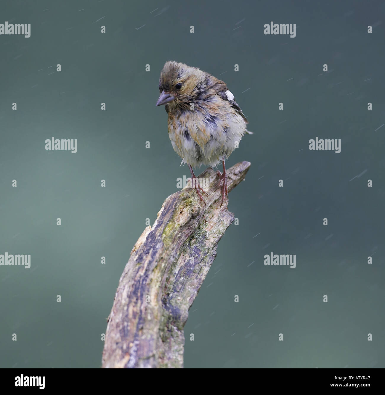 Buchfink im Regen Fringilla coelebs Stockfoto