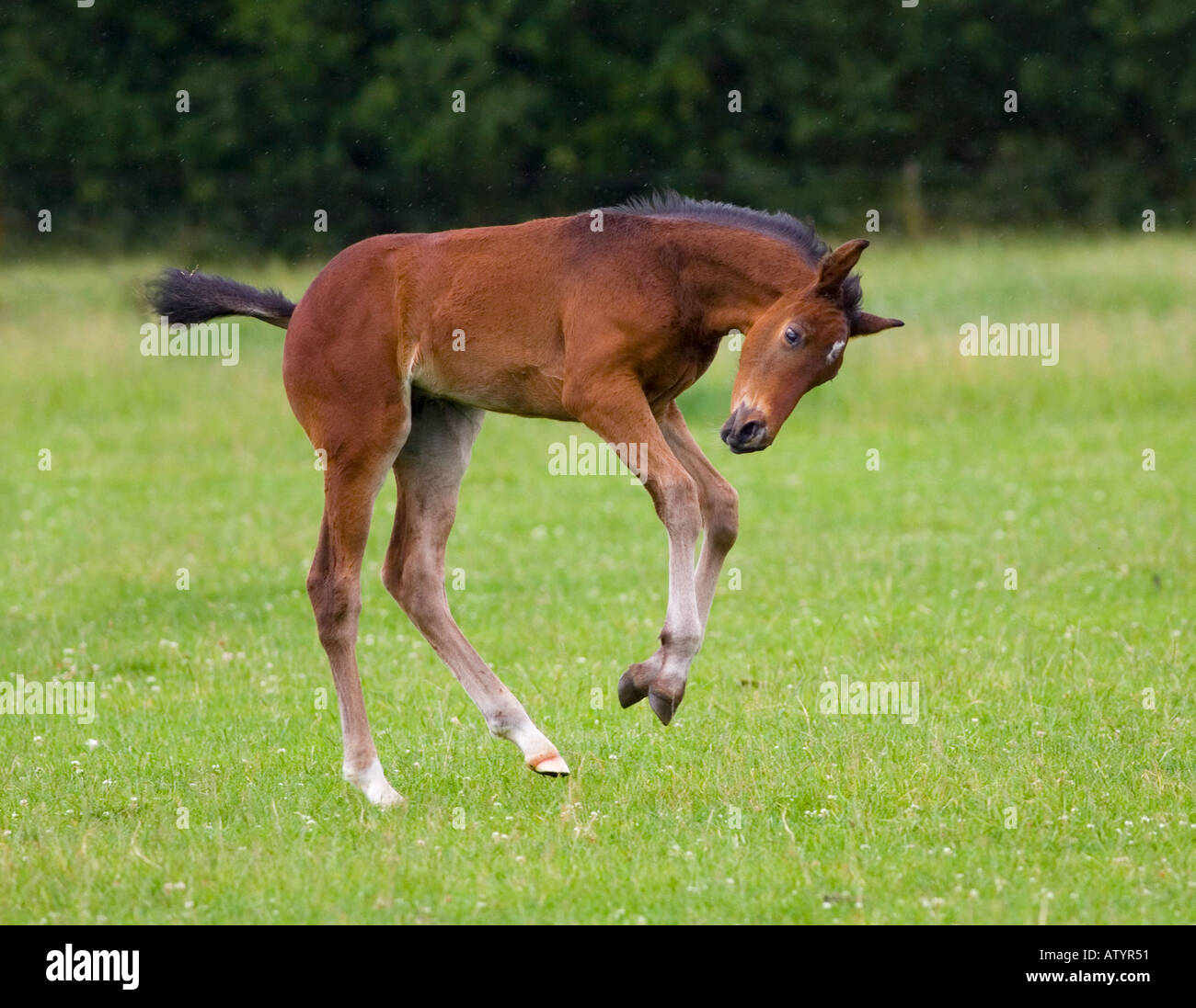 Warmblut Fohlen Spielen Im Regen Stockfotografie Alamy