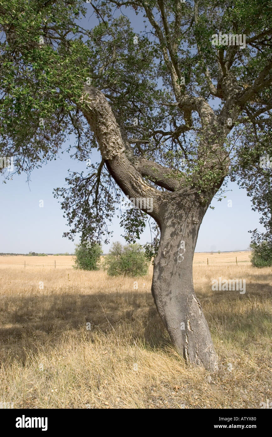 Kork-Eiche Baum Portugal Stockfoto