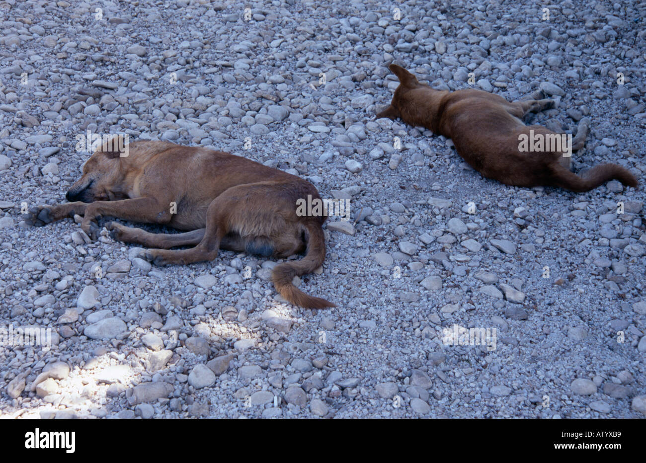 Schlafende Hunde, Karnak, Luxor, Ägypten Stockfoto