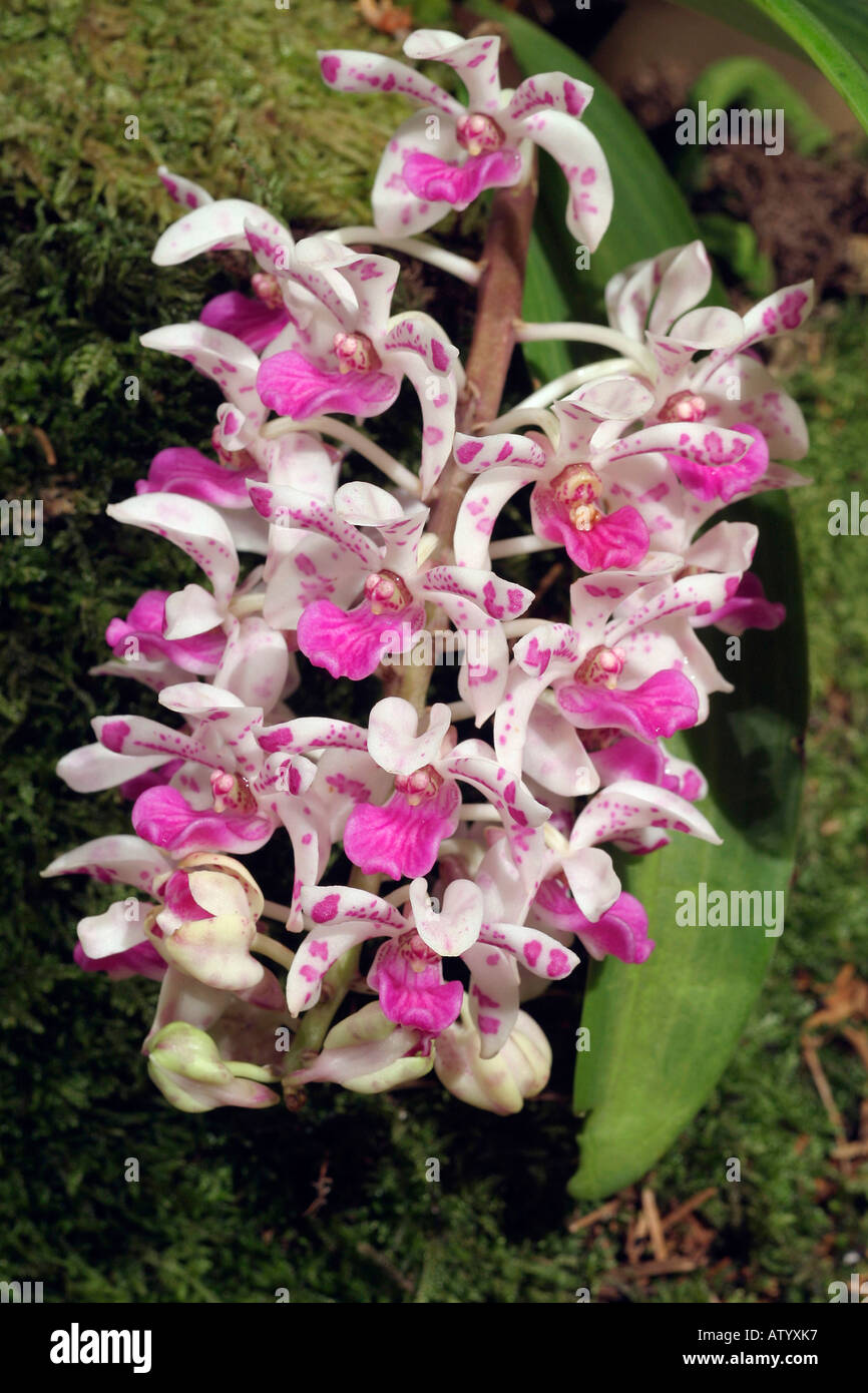 Orchidee Rhynchostylis gigantea spot | Orchideen Online Shop - Züchtung