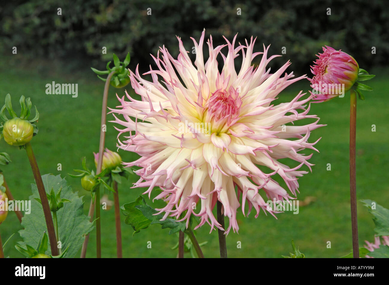 Blühende fünische Dahlie (Dahlia Jenny) in einem Garten Stockfoto