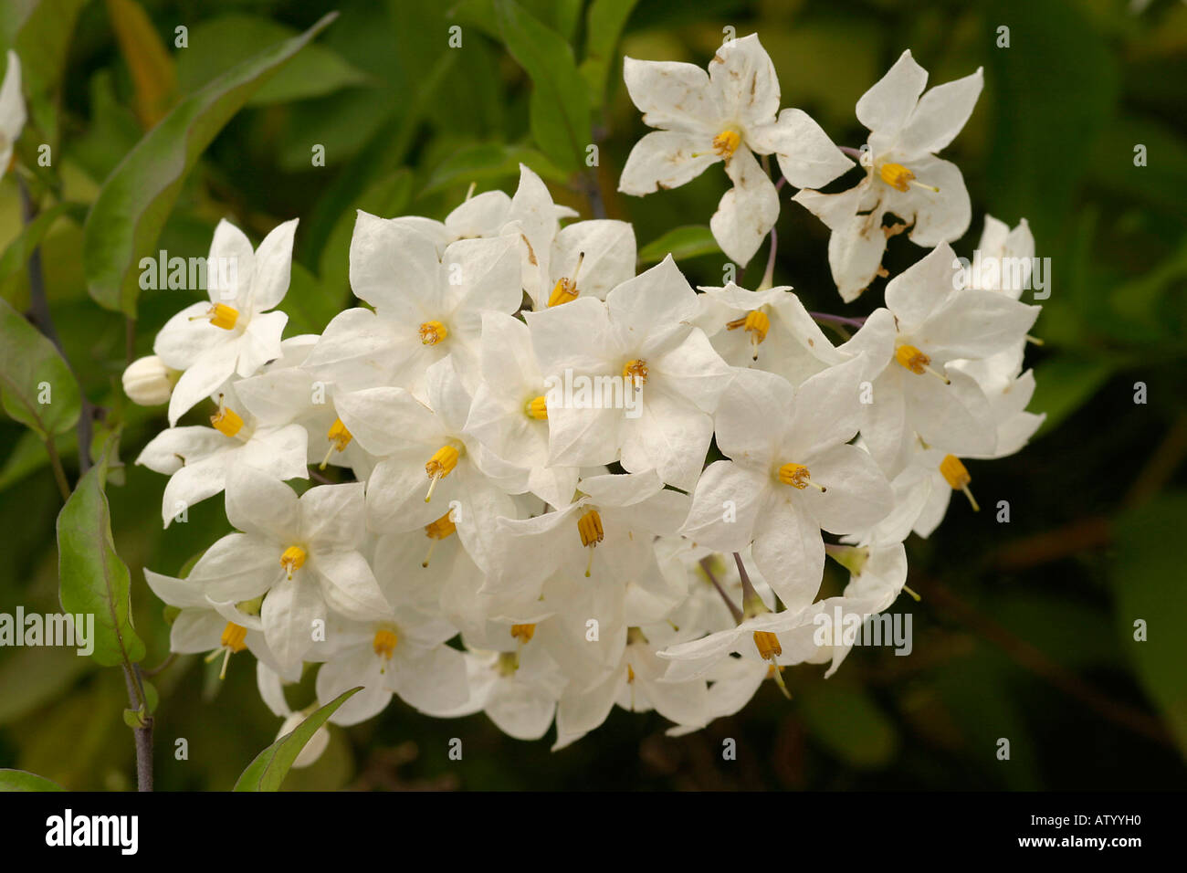 Solanum Jasminoides Album Stockfoto
