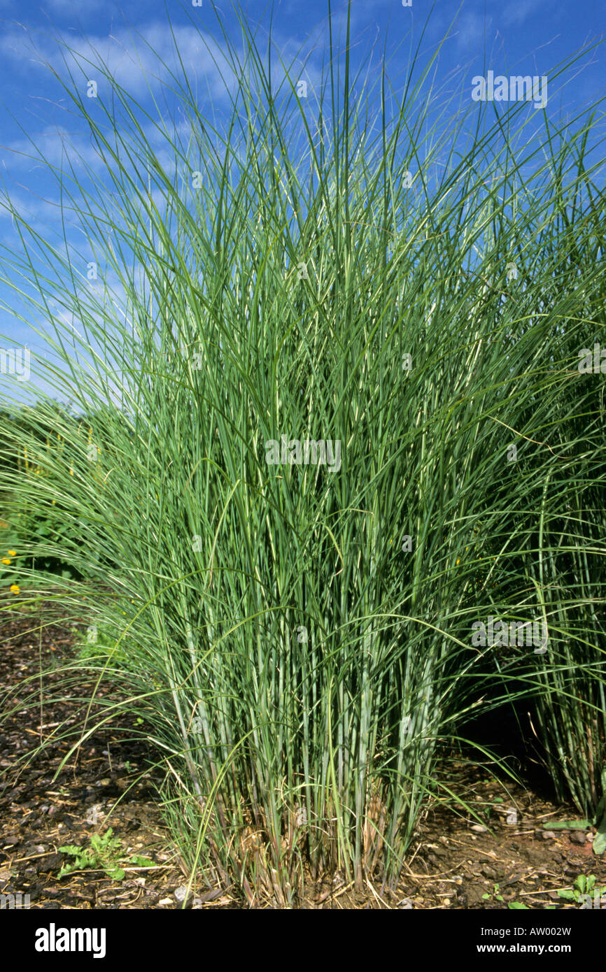 Chinesische Silber Grass, Eulalia Grass, Maiden Grass, Zebra Grass, Stachelschwein Grass (Miscanthus Sinensis), Sorte: Gracillimus Stockfoto
