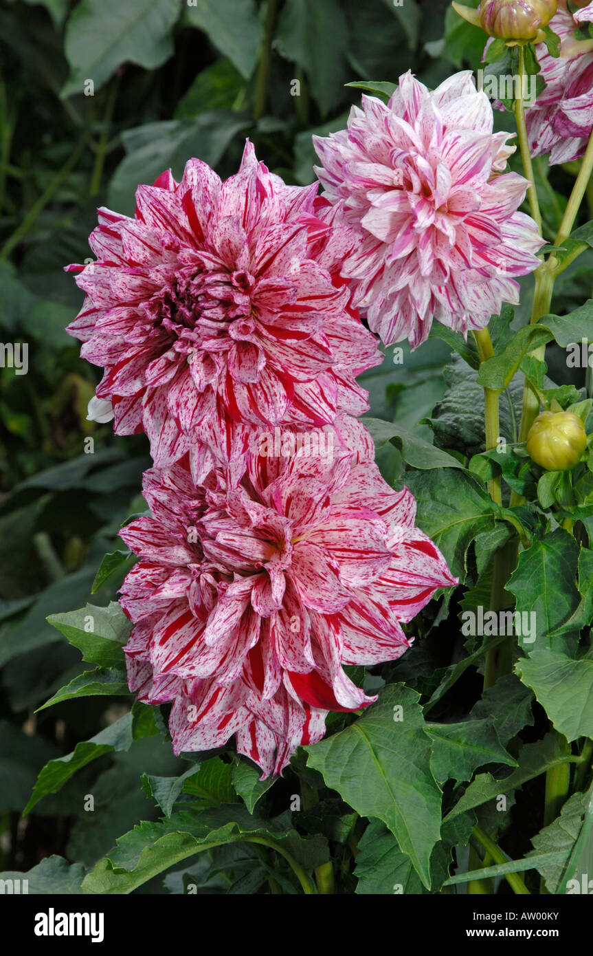Blühende Dahlie (Dahlia Anatol) in einem Garten Stockfoto
