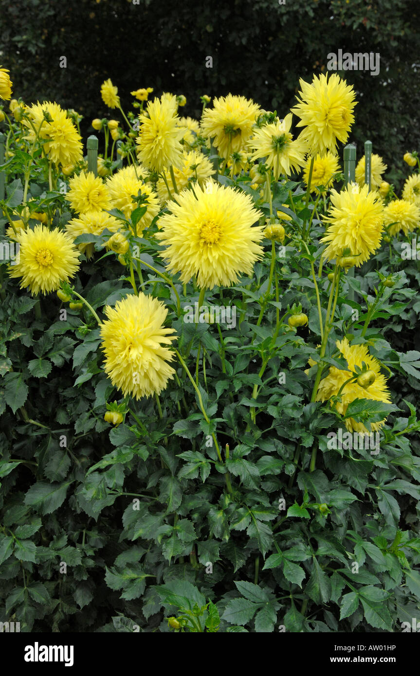 Blühende fünische Dahlie (Dahlia Kathryn Walt Hall) in einem Garten Stockfoto
