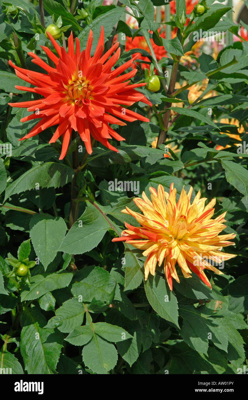 Blühende Dahlie (Dahlia Explosion) in einem Garten Stockfoto