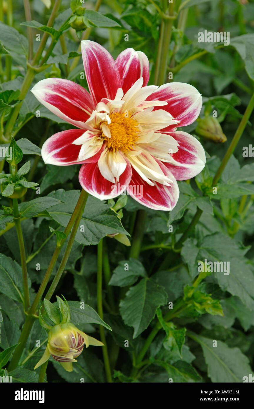 Blühende Collerette Dahlie (Dahlia Fashion Monger) in einem Garten Stockfoto