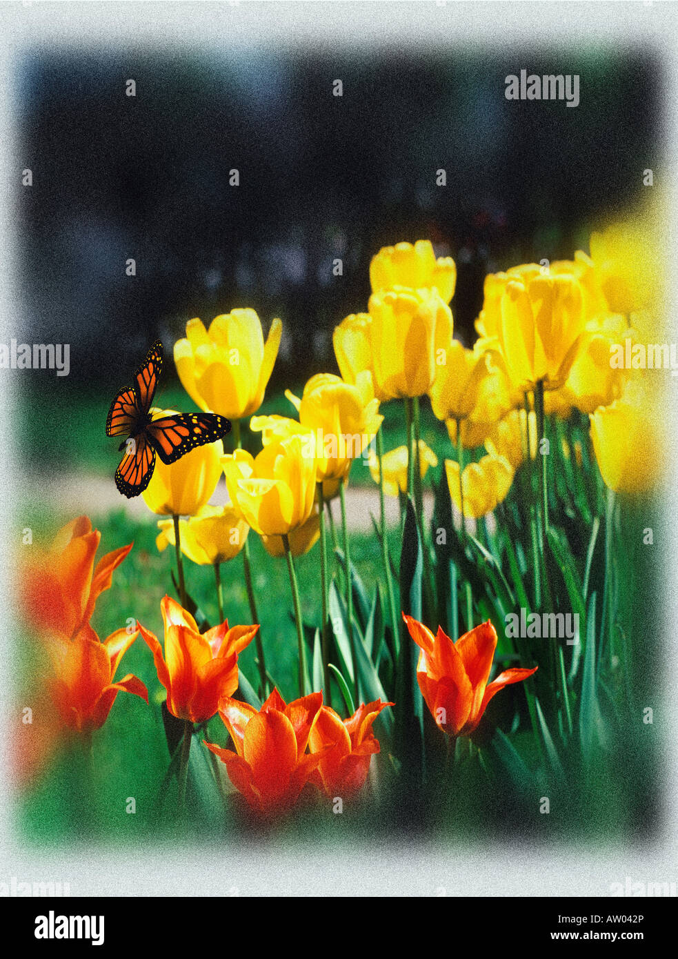 Grafik Foto-Illustration der Monarchfalter auf Tulpen Grußkarte design Stockfoto